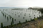 PICTURES/Oregon Coast Road - Astoria/t_Old Pilings2.JPG